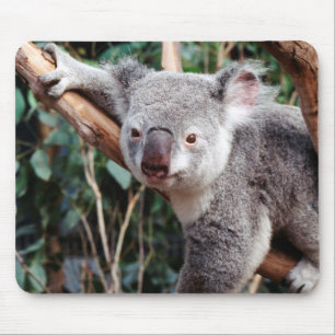 Featherdale Wildlife Park, Koala Bears Mouse Pad