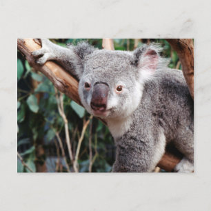 Featherdale Wildlife Park, Koala Bears Postcard