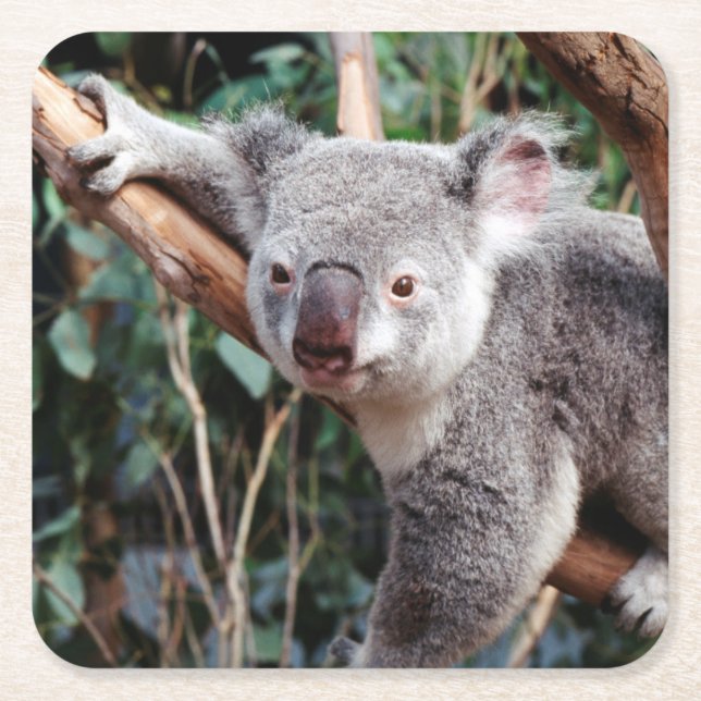 Featherdale Wildlife Park, Koala Bears Square Paper Coaster (Front)