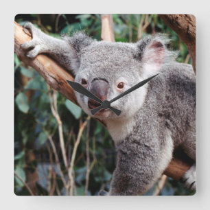Featherdale Wildlife Park, Koala Bears Square Wall Clock