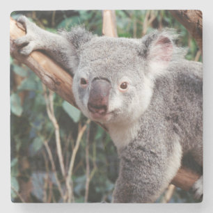 Featherdale Wildlife Park, Koala Bears Stone Coaster