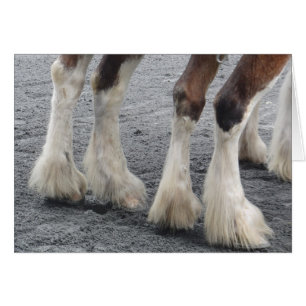 Feathered Feet (Blank Inside)