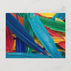 Featherly Postcard