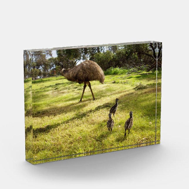 Feathers and Footsteps:  Father Emu's With Chicks Photo Block (Left)