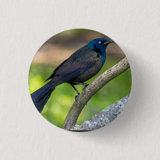 Feathers of Steel. Grackle 1 Inch Round Button