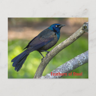 Feathers of Steel. Grackle Holiday Postcard