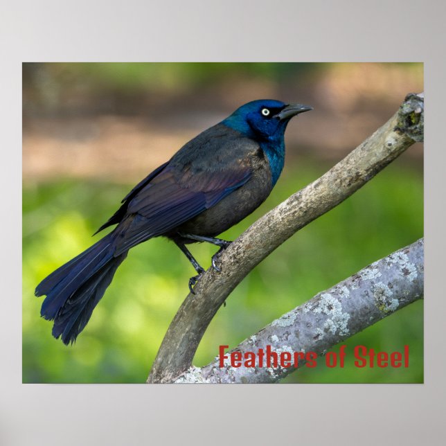 Feathers of Steel. Grackle Poster (Front)