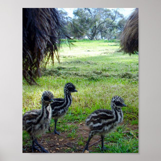 "Feathers of the Future: Three Baby Emu Chicks" Poster (Front)