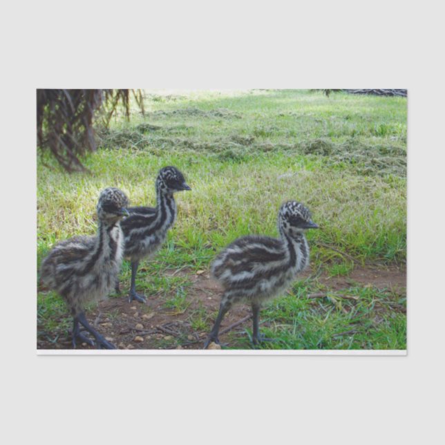 "Feathers of the Future: Three Baby Emu Chicks" Tissue Paper (Front)