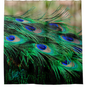 Feathers peacock feathers