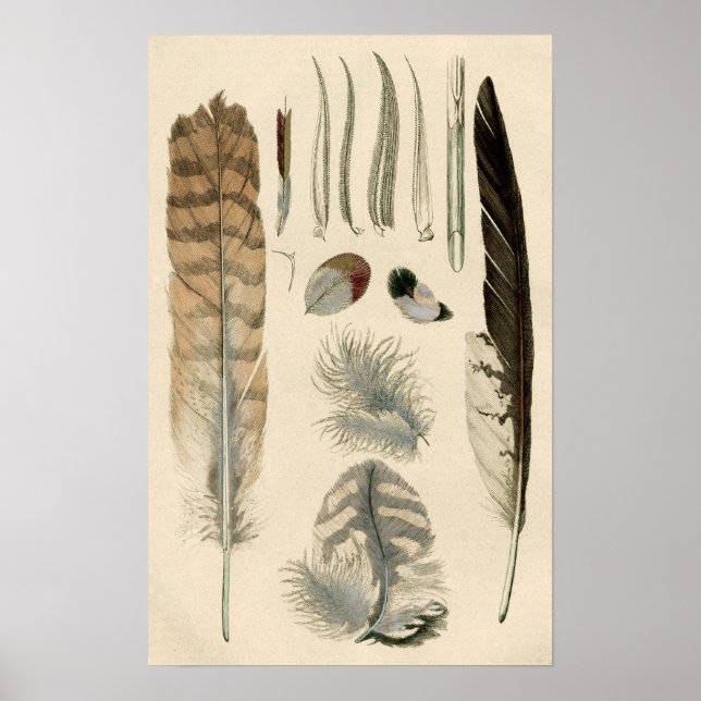 Feathers Poster (Front)