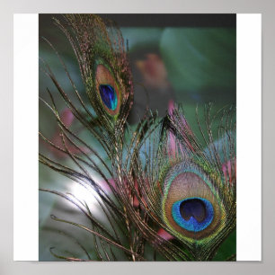 Feathers Poster