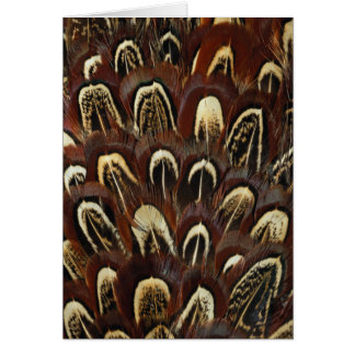 Feathers Wildlife Cards Series