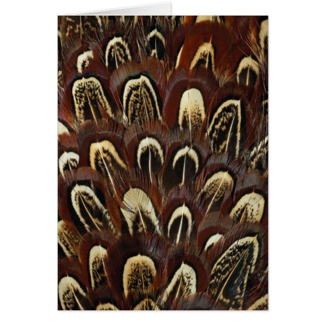 Feathers Wildlife Cards Series (Front)