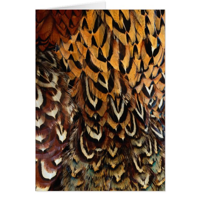 Feathers Wildlife Cards Series (Front)