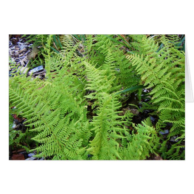 "Feathery Ferns" (Front Horizontal)