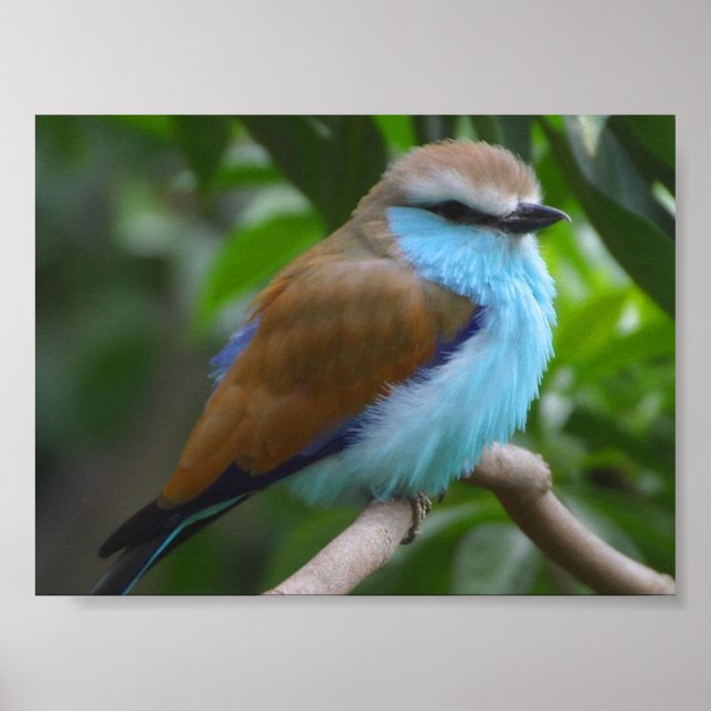 FEATHERY LITTLE BIRD BLUE BROWN WHITE BLACK ADORAB POSTER (Front)