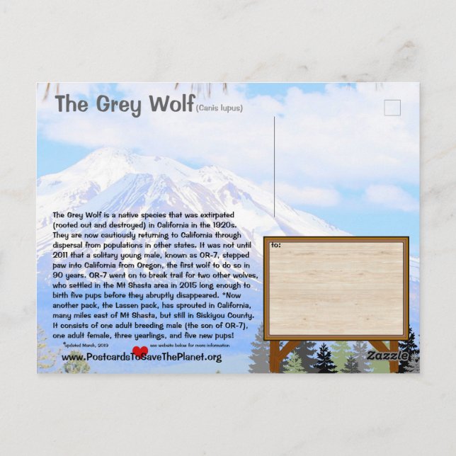Feb25k-The Grey Wolf is endangered in California Postcard (Back)
