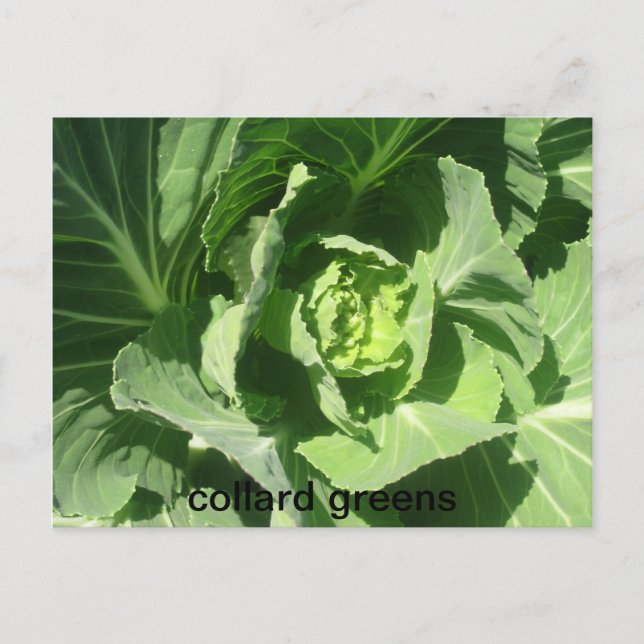 feb 28 193, collard greens postcard (Front)