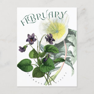 February Flowers Primrose and Violet Fancy Postcard