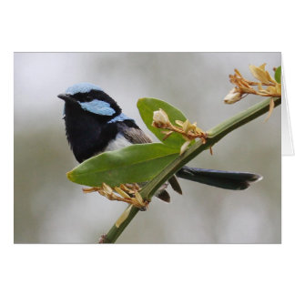 Fée bleue