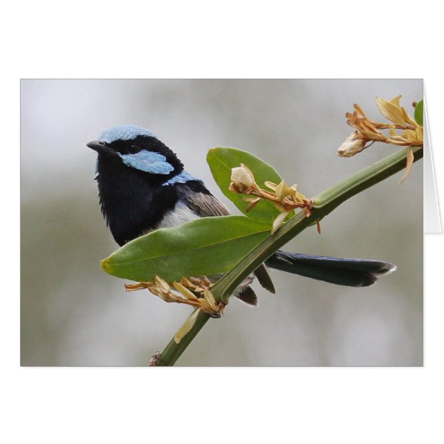 Fée bleue (Devant horizontal)