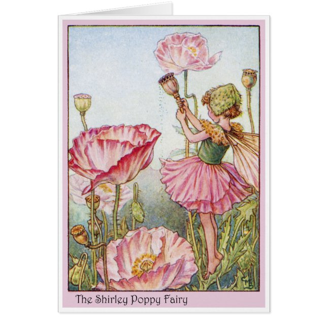 Fée de Shirley Poppy (Devant)