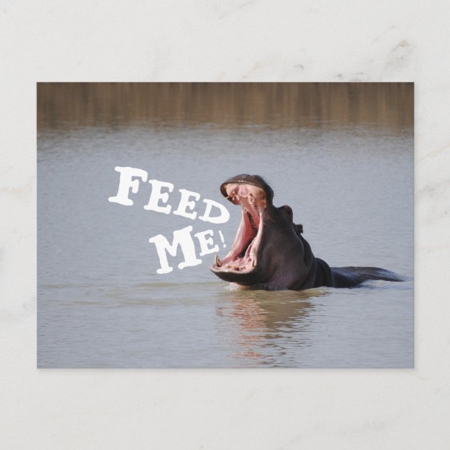 Feed Me! Funny Hippo Postcard (Front)