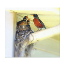 Feed Me Momma! Stretched Canvas Print
