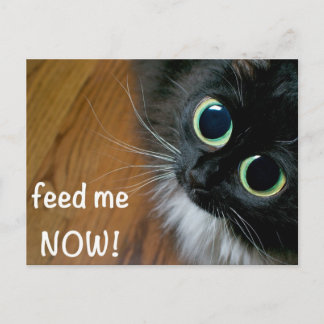 feed me NOW! Postcard