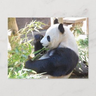 Feed Me Panda Postcard