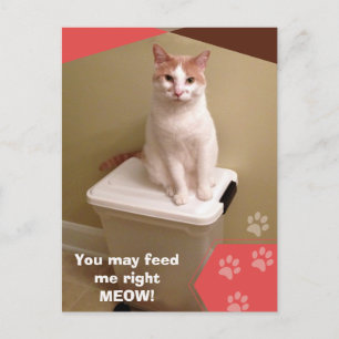 Feed me right meow! Funny Cat Postcard