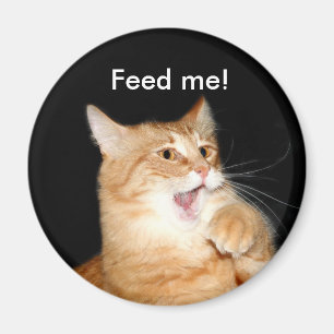 Feed the cat magnet