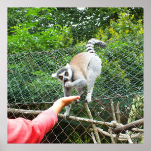 Feeding a lemur poster