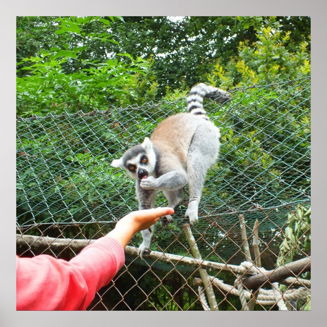 Feeding a lemur poster (Front)