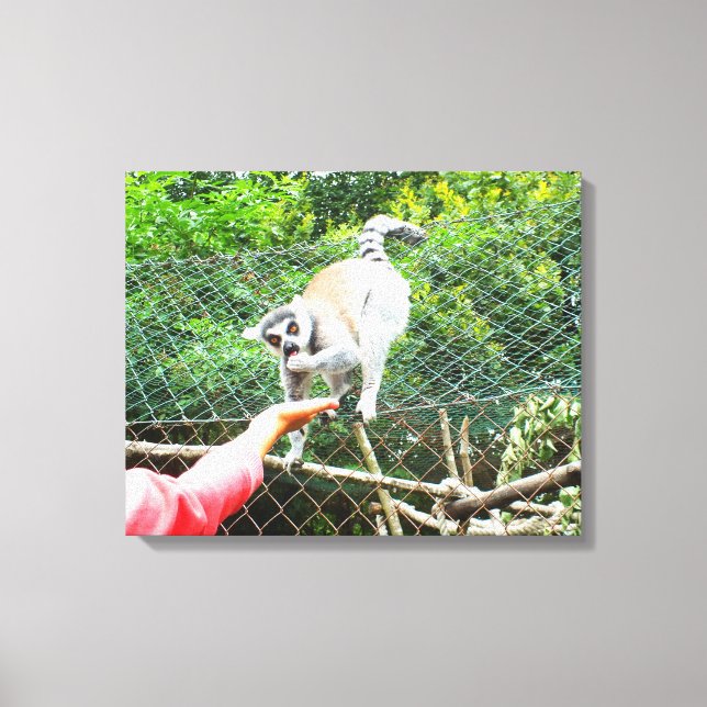 Feeding a ring tailed lemur canvas print (Front)