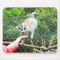 Feeding a ring tailed lemur