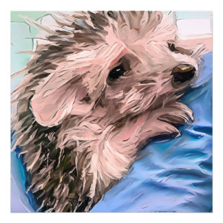 feeding a tiny and orphaned baby hedgehog  photo print