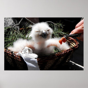 Feeding an Eagle Owl chick Poster