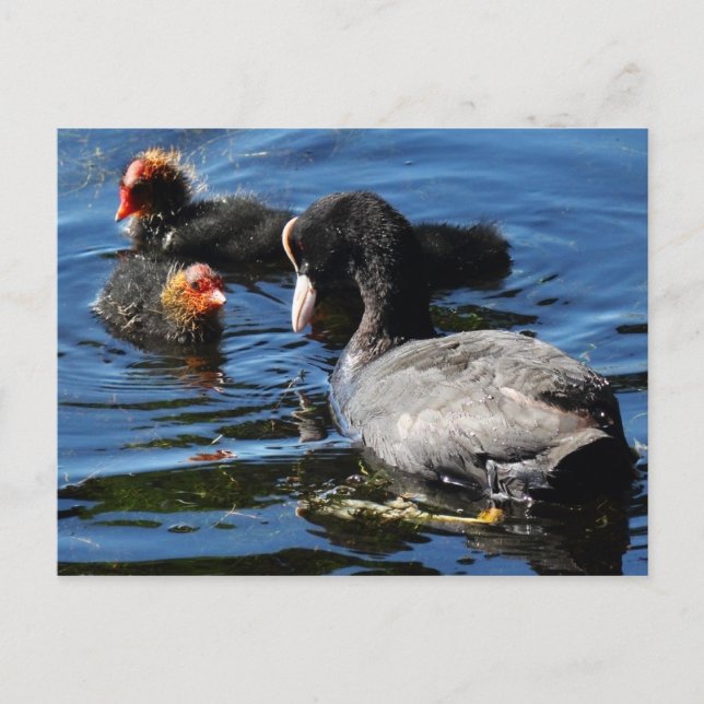 Feeding Babies Postcard (Front)