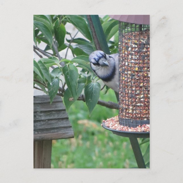 Feeding Blue Jay Postcard (Front)