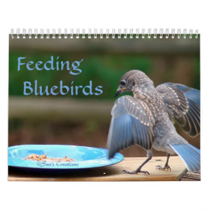 Feeding Bluebirds Calendar