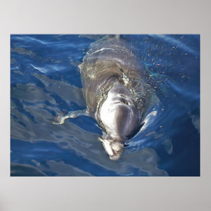 Feeding Dolphin Poster