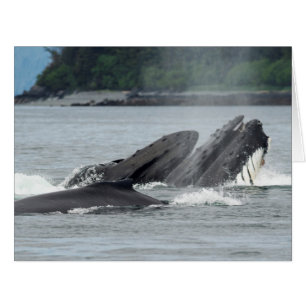 Feeding Humpback Whales