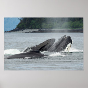 Feeding Humpback Whales Poster