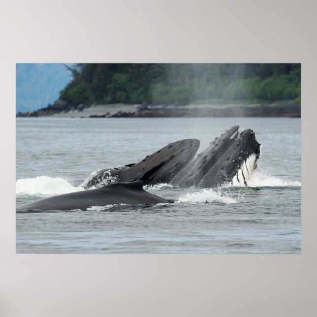 Feeding Humpback Whales Poster (Front)