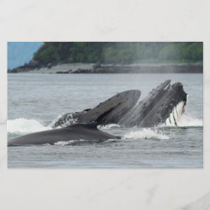 Feeding Humpback Whales Stationery