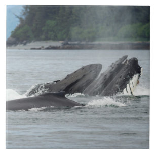 Feeding Humpback Whales Tile