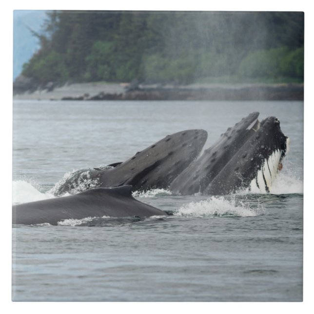 Feeding Humpback Whales Tile (Front)