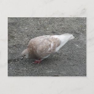 Feeding Pigeon Postcard
